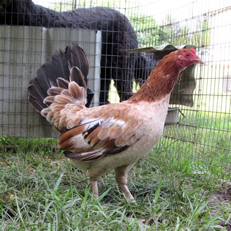 Lacy roundhead - aki estan los pollos del aÑo 2010 lacy rounhead,lacy rounhead-blueface,roundhead-claret,roundhead-sweater,kelso. y los gallos q tengo en postura.